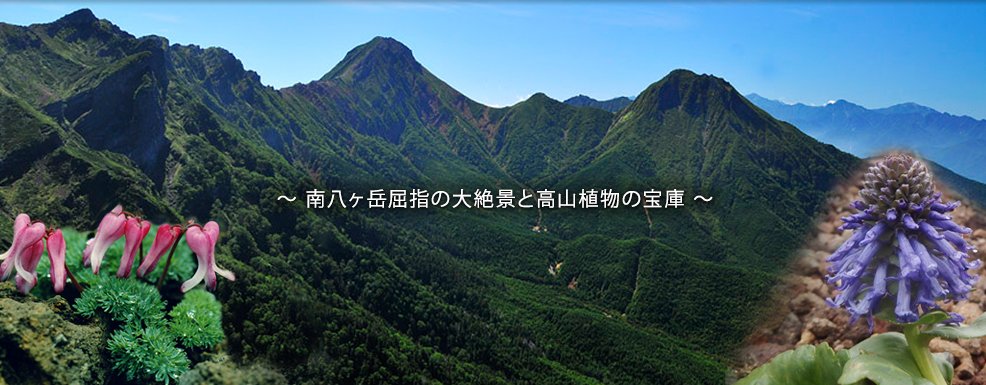 八ヶ岳屈指の大絶景と高山植物の宝庫