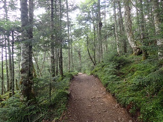 森の中の登山道.jpg