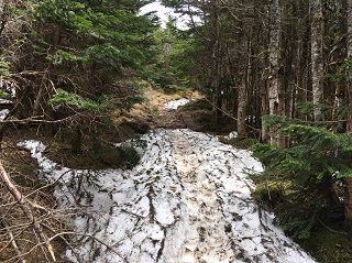 樹林帯残雪1.jpg