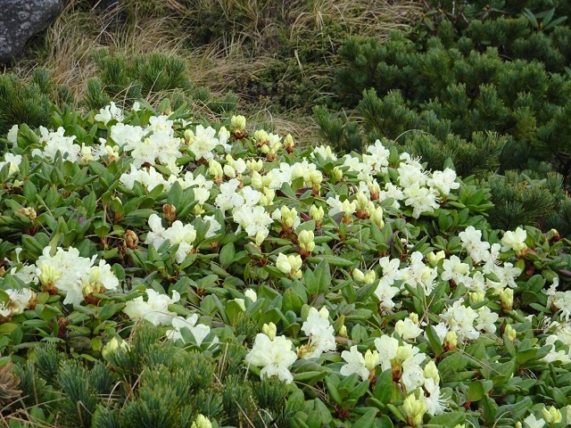 八ヶ岳登山道情報 19年6月28日 高山植物が沢山咲いています 八ヶ岳オーレン小屋 硫黄岳 天狗岳 赤岳 登山に最適な山小屋