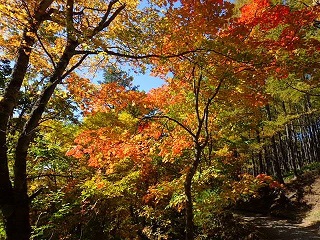 紅葉(リザイズ).jpg