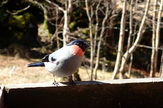 野鳥ウソ(リサイズ).jpg