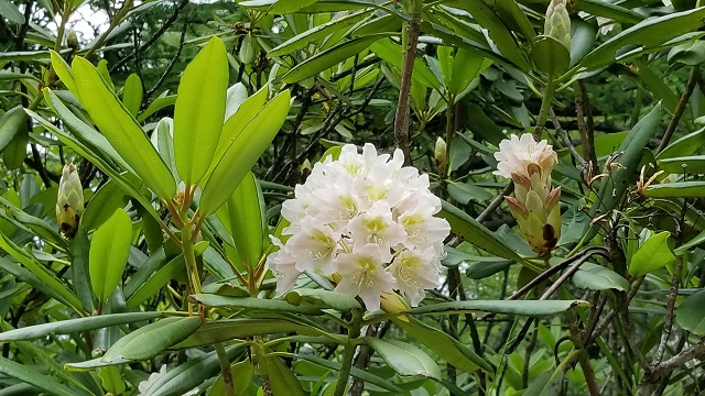 18_07-07桜平ハクサンシャクナゲ.jpg