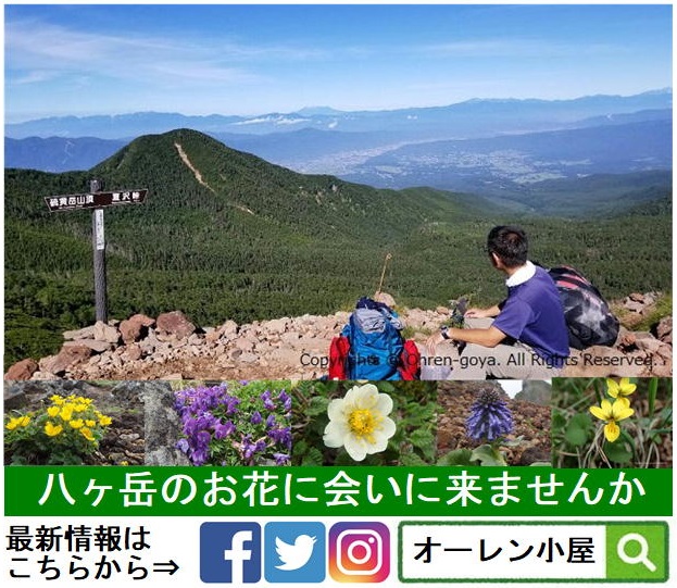 HP用八ヶ岳登山お花.jpg