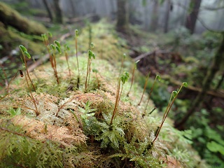 峰の松目苔の小道1.jpg