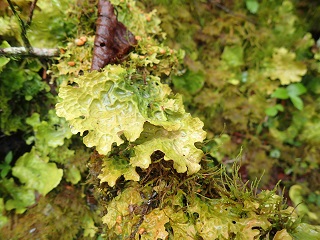 峰の松目苔の小道3.jpg