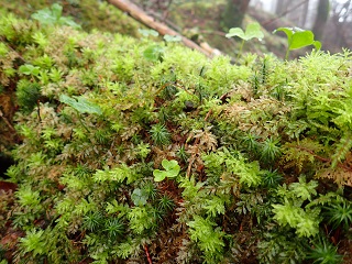 峰の松目苔の小道4.jpg