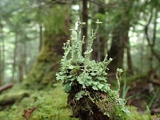 峰の松目苔の小道6.jpg