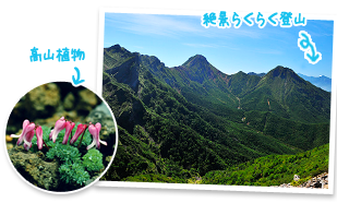 高山植物　絶景らくらく登山