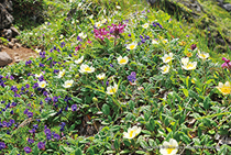 高山植物の宝庫