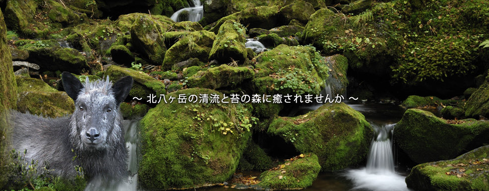 北八ヶ岳の清流と苔の森に癒されませんか