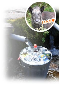 飲み物は湧き水で冷やして